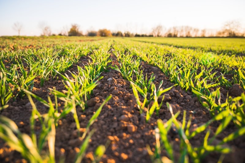 Fungicides
