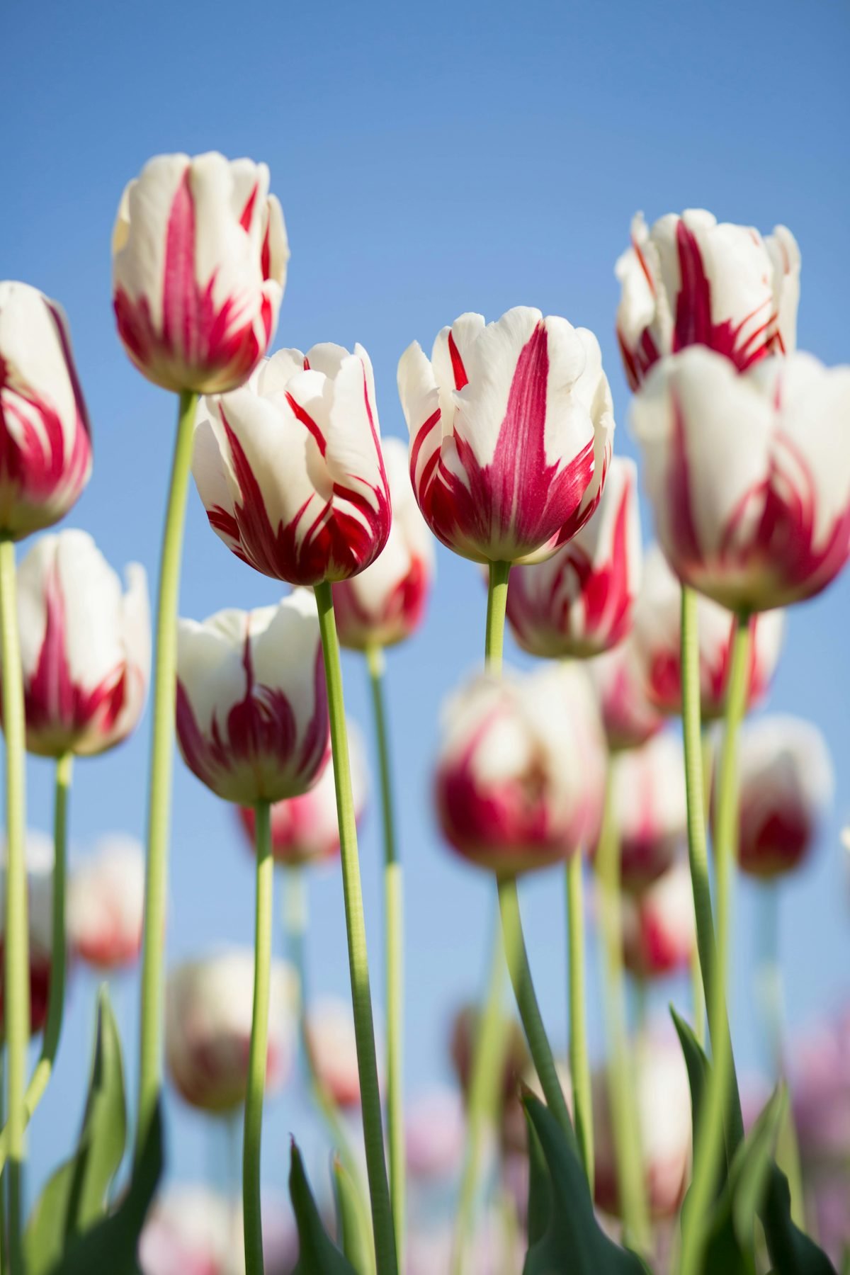 Flowering